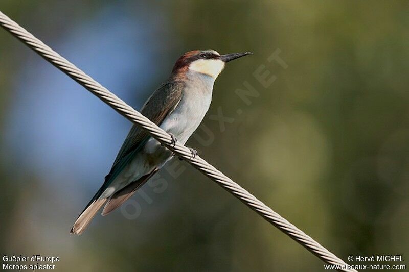 Guêpier d'Europejuvénile, identification