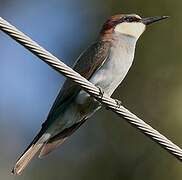 European Bee-eater