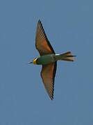 European Bee-eater