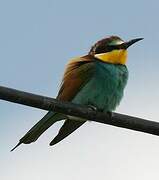 European Bee-eater