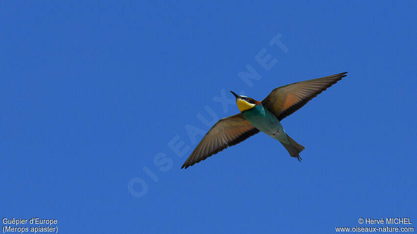 European Bee-eater