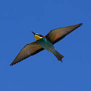 European Bee-eater