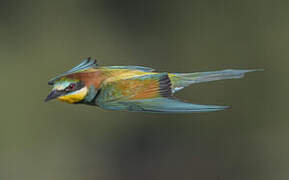 European Bee-eater