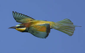 European Bee-eater