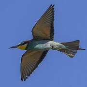 European Bee-eater