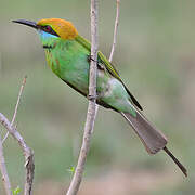 Green Bee-eater