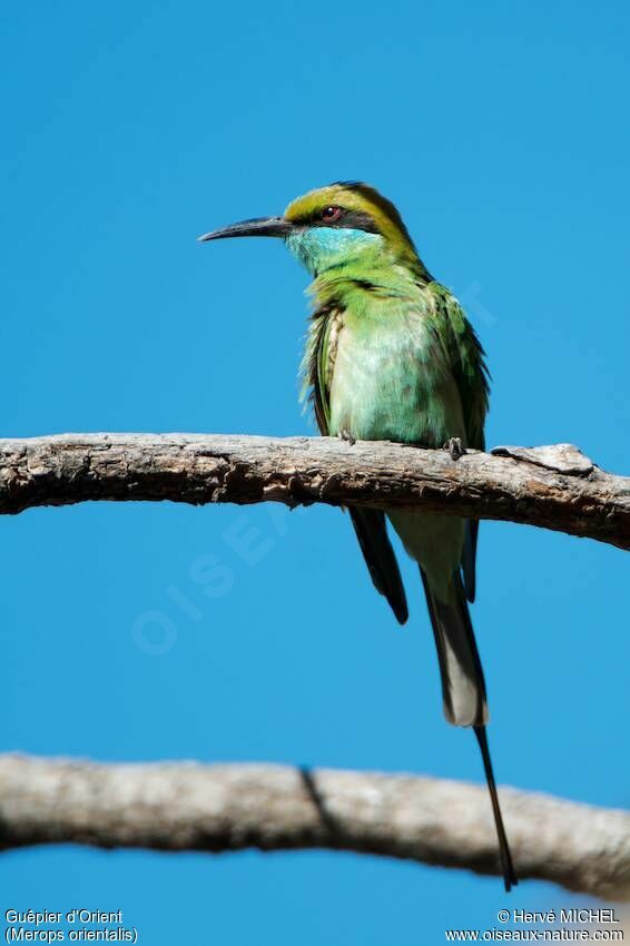 Asian Green Bee-eater