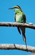 Asian Green Bee-eater