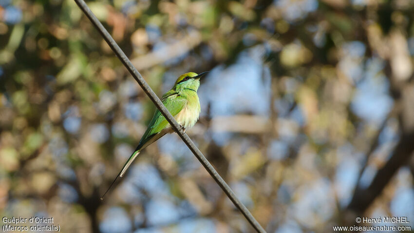 Green Bee-eateradult