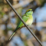 Green Bee-eater