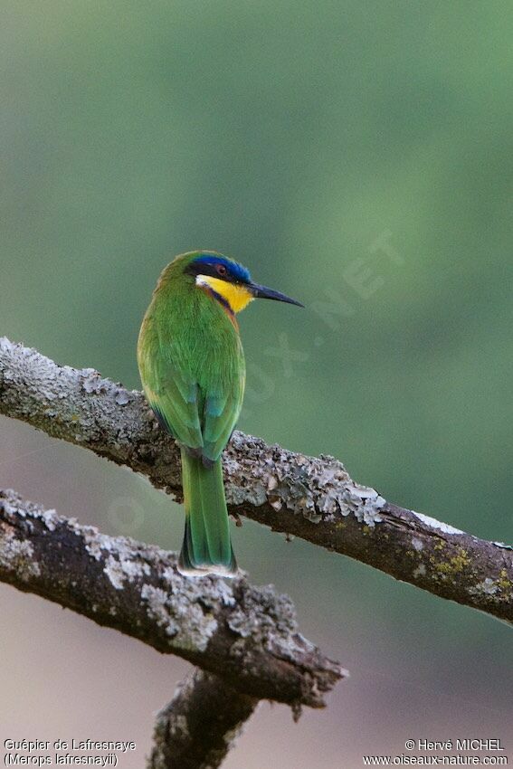 Ethiopian Bee-eater