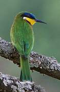 Ethiopian Bee-eater