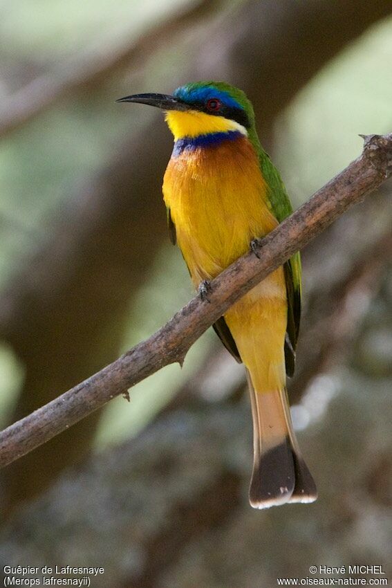 Ethiopian Bee-eater