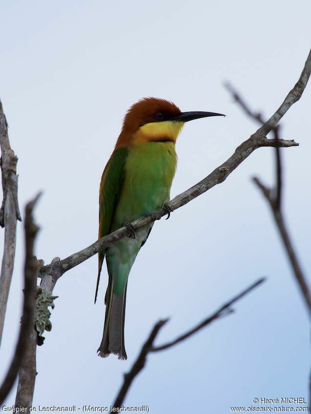 Chestnut-headed Bee-eateradult