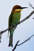 Chestnut-headed Bee-eater