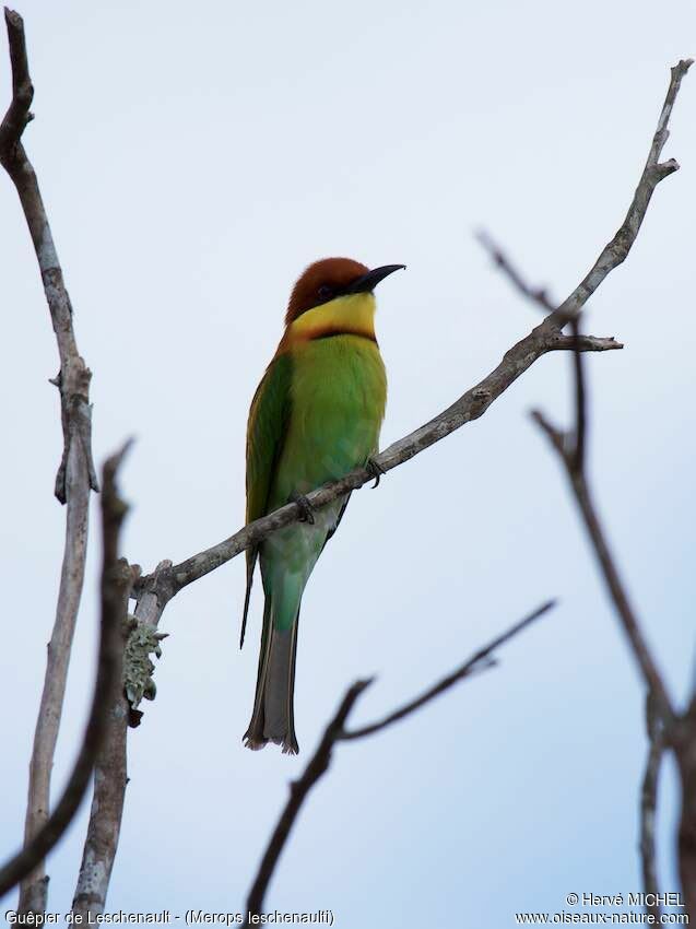 Chestnut-headed Bee-eateradult