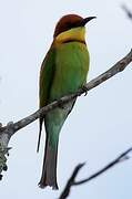 Chestnut-headed Bee-eater