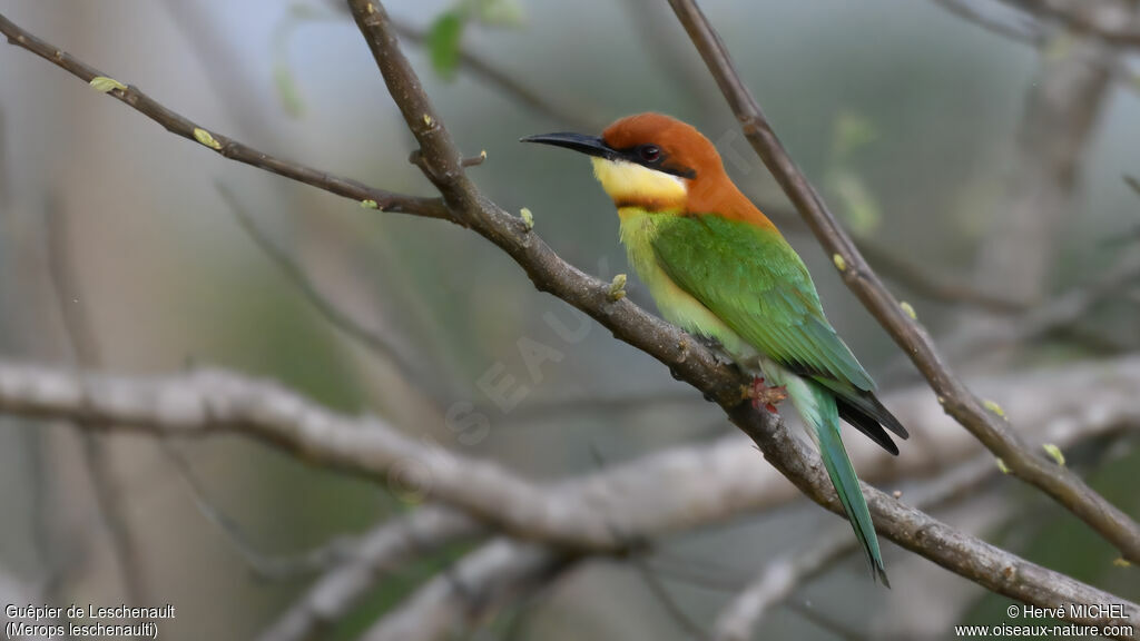 Chestnut-headed Bee-eater
