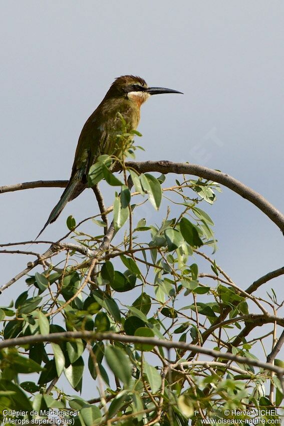 Guêpier de Madagascaradulte internuptial