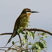 Olive Bee-eater