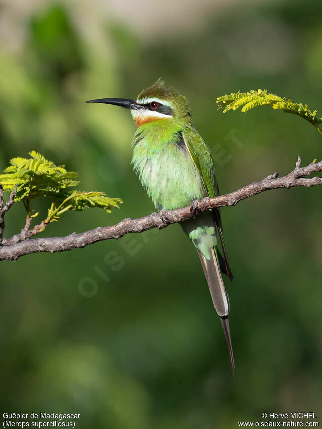 Guêpier de Madagascaradulte nuptial