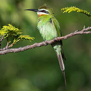 Olive Bee-eater