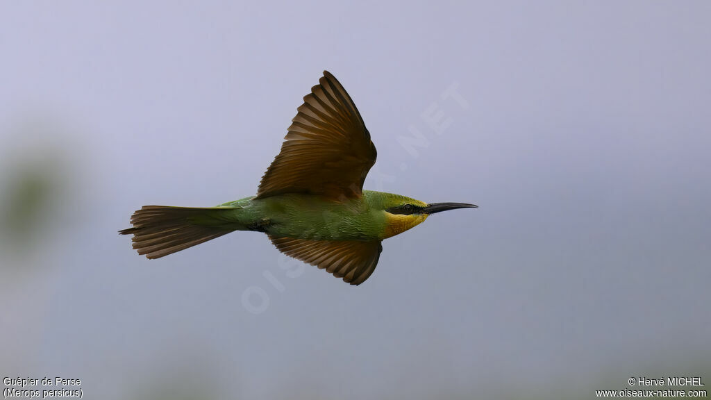 Blue-cheeked Bee-eater