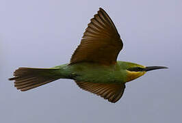 Blue-cheeked Bee-eater