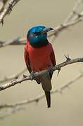 Northern Carmine Bee-eater