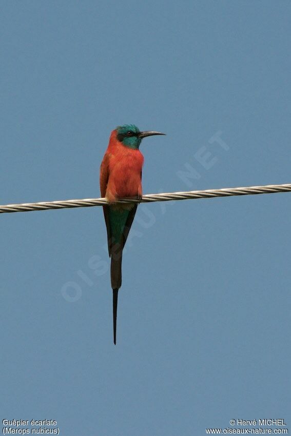 Northern Carmine Bee-eater