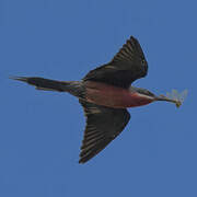 Rosy Bee-eater