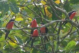 Rosy Bee-eater