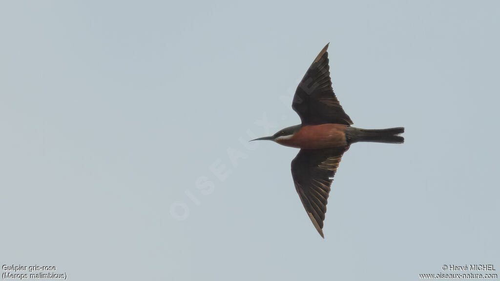 Rosy Bee-eater