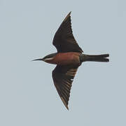 Rosy Bee-eater