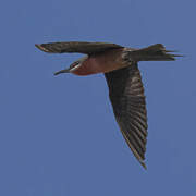 Rosy Bee-eater