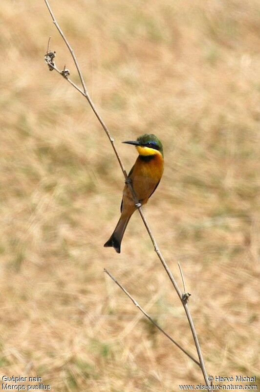 Little Bee-eater