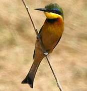 Little Bee-eater