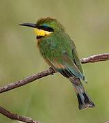 Little Bee-eater