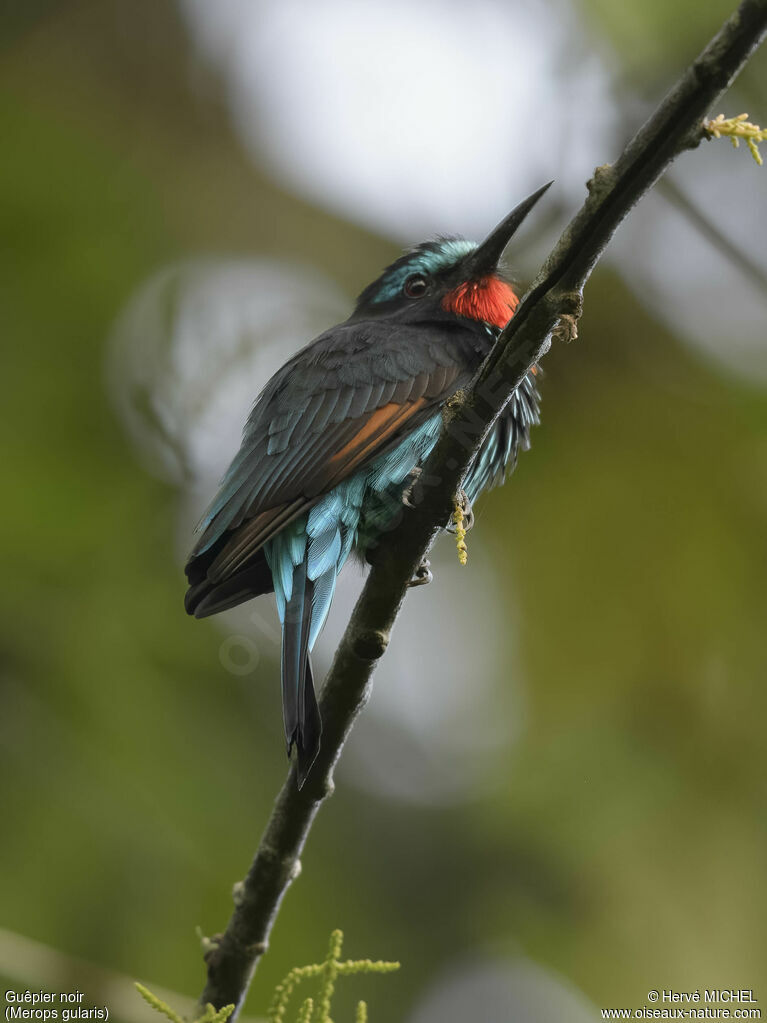 Black Bee-eater