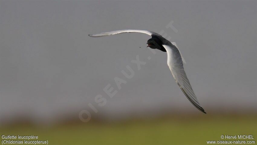 White-winged Ternadult breeding, fishing/hunting