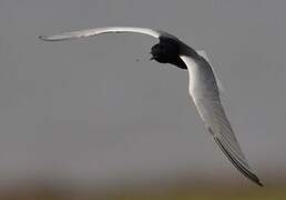 White-winged Tern