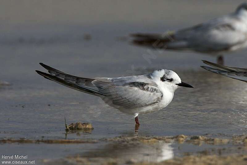 White-winged Ternadult post breeding, identification