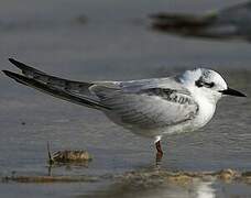 White-winged Tern