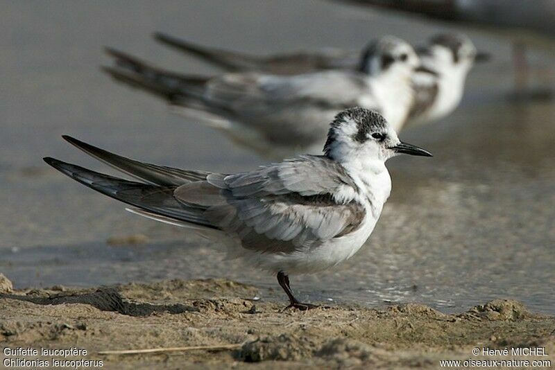 Guifette leucoptère, identification