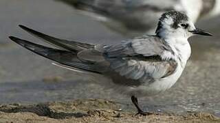 Guifette leucoptère