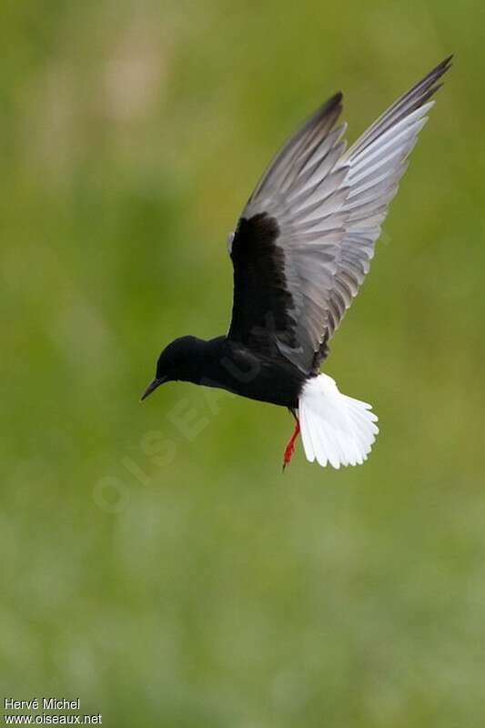 White-winged Ternadult breeding, pigmentation, Flight