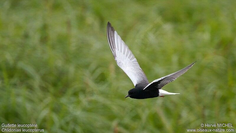 Guifette leucoptèreadulte nuptial