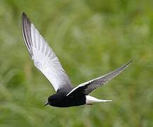 White-winged Tern