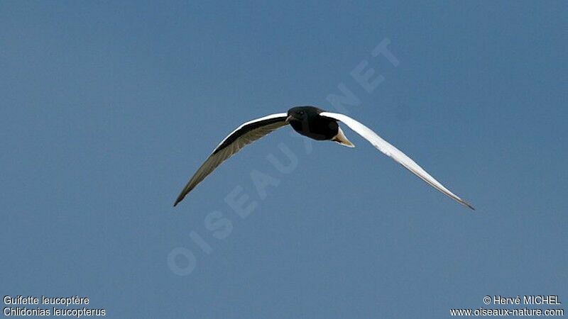 White-winged Ternadult breeding