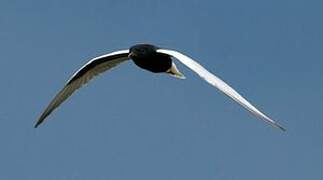 White-winged Tern